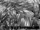 Nano Mordenite Zeolite Như chất hấp phụ để xúc tác Cracking / Alkylation